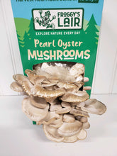 Load image into Gallery viewer, Froggy&#39;s Lair Pearl Oyster Mushroom STEM Nature Kit
