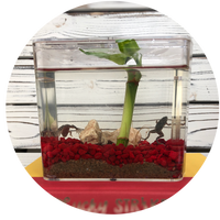 Froggy's Lair STEM products - science and engineering with African Dwarf Frogs bringing nature's connection in habitats suitable for today's busy lifestyle