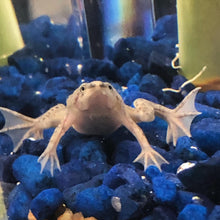Load image into Gallery viewer, African Dwarf Frog
