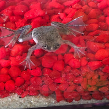 Load image into Gallery viewer, African Dwarf Frog
